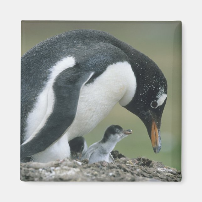 Gentoo Penuin, (Pygoscelis papua), Falkland Magnet (Vorne)