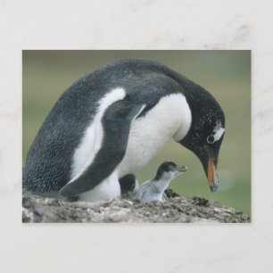Gentoo Penuin, (Pygoscelis papua), Falkland Postkarte