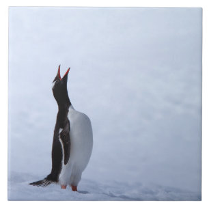 Gentoo Pinguin Fliese