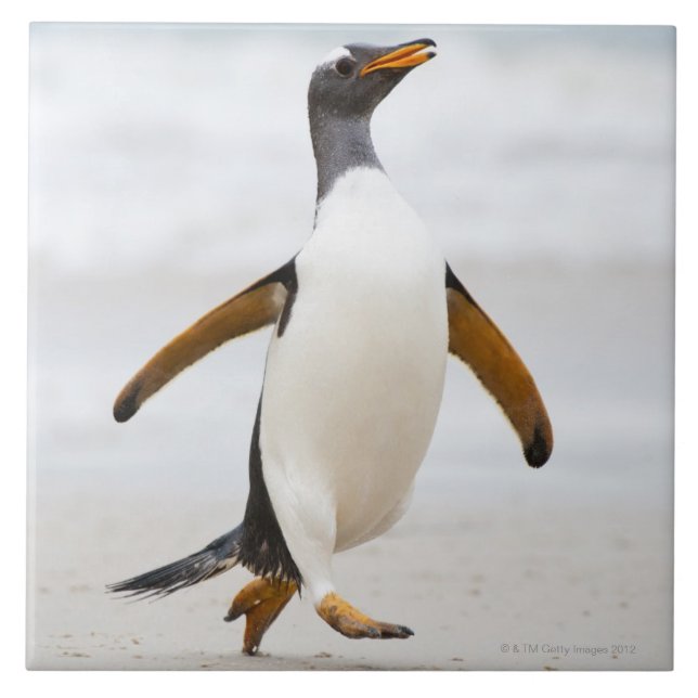 Gentoo Pinguin Fliese (Vorderseite)