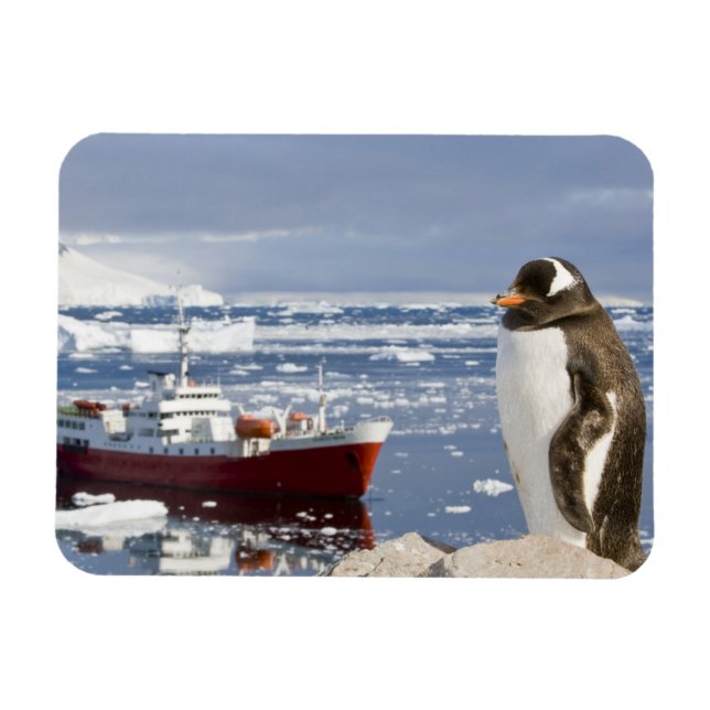 Gentoo Pinguin Magnet (Horizontal)