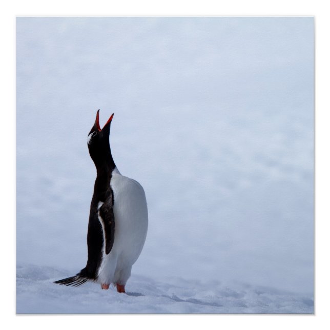 Gentoo Pinguin Poster (Vorderseite)
