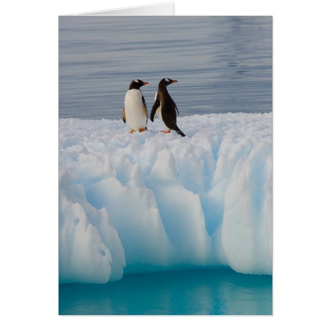 Gentoo Pinguin, Pygoscelis Papua, auf Gletschereis (Vorne)