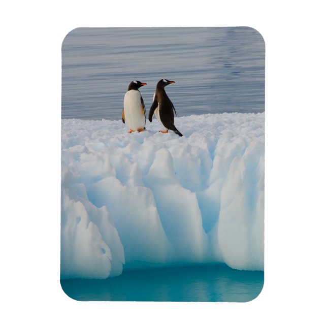 Gentoo Pinguin, Pygoscelis Papua, auf Gletschereis Magnet (Vertikal)
