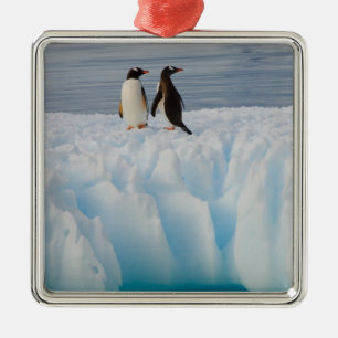 Gentoo Pinguin, Pygoscelis Papua, auf Gletschereis Ornament Aus Metall