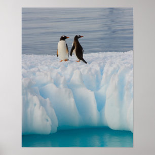 Gentoo Pinguin, Pygoscelis Papua, auf Gletschereis Poster