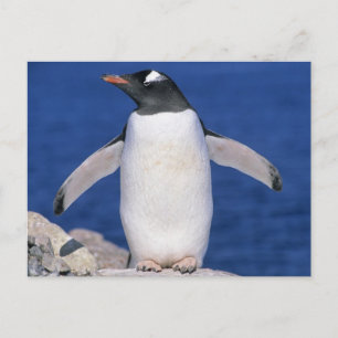 Gentoo-Pinguin Pygoscelis papua) Hafen Postkarte