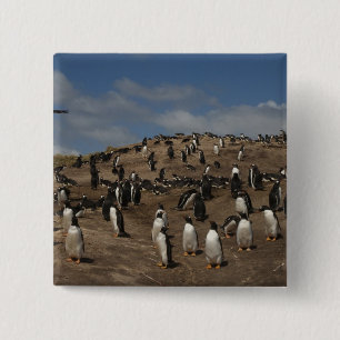 Gentoo-Pinguin (Pygoscelis papua)-Kolonie im Weste Button