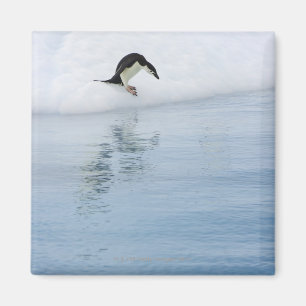 Gentoo Pinguin (Pygoscelis Papua) Magnet