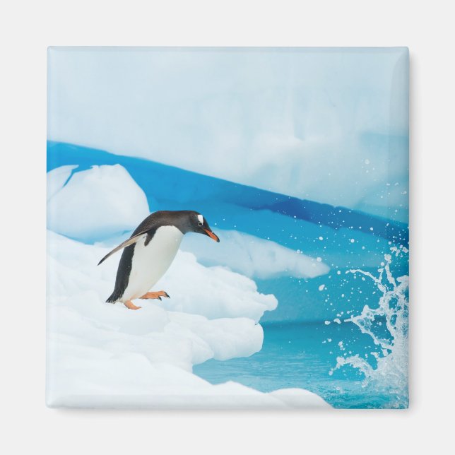 Gentoo Pinguin, Pygoscelis Papua, springt ab Magnet (Vorne)