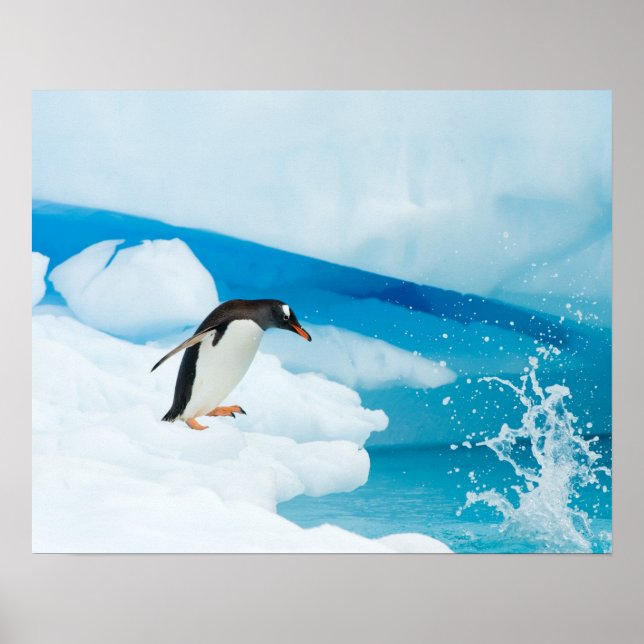 Gentoo Pinguin, Pygoscelis Papua, springt ab Poster (Vorne)
