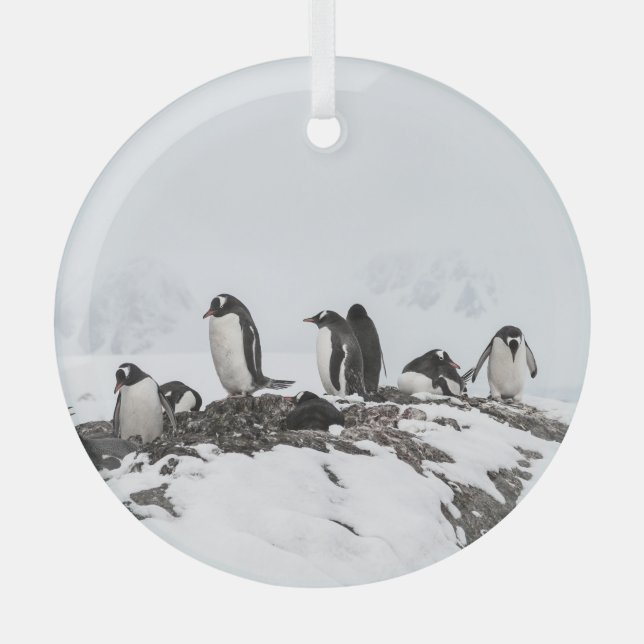 Gentoo Pinguine, Antarktis, Vernadsky Station. Ornament Aus Glas (Vorderseite)