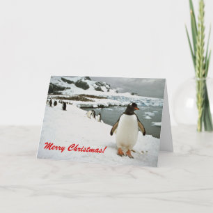 Gentoo Pinguine in der Antarktis Weihnachtskarte Feiertagskarte