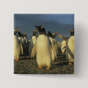 Gentoo-Pinguine, (Pygoscelis papua), Falkland Button