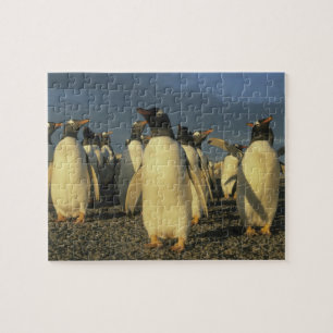Gentoo-Pinguine, (Pygoscelis papua), Falkland Puzzle