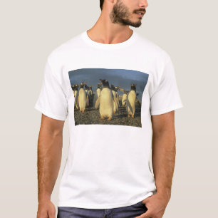 Gentoo-Pinguine, (Pygoscelis papua), Falkland T-Shirt