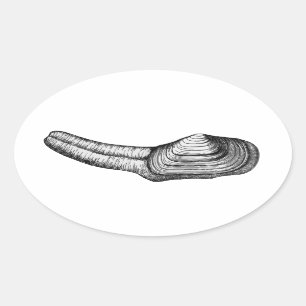 Geoduck Clam (Schwarz-Weiß-Abbildung) Ovaler Aufkleber