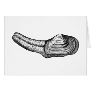 Geoduck Muschel (Schwarzweiss-Illustration)