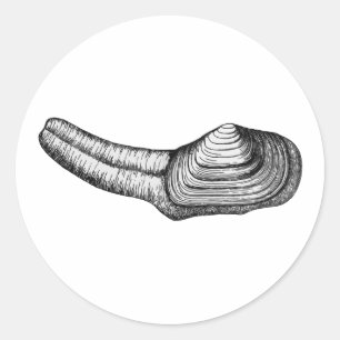 Geoduck Muschel (Schwarzweiss-Illustration) Runder Aufkleber