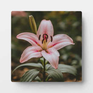 Geöffnete Rosa Lily Fotoplatte