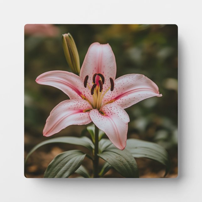 Geöffnete Rosa Lily Fotoplatte (Vorderseite)
