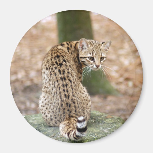 Geoffroy-cat-004 Magnet (Vorne)