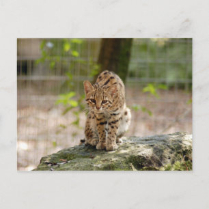 Geoffroy-cat-020 Postkarte