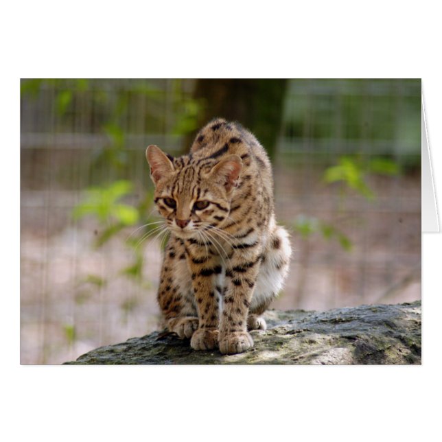 Geoffroy-cat-021 (Vorderseite (Horizontal))