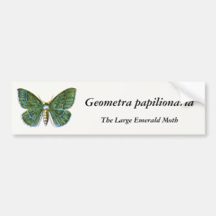Geometra papilionaria - The Large Emerald Moth Autoaufkleber