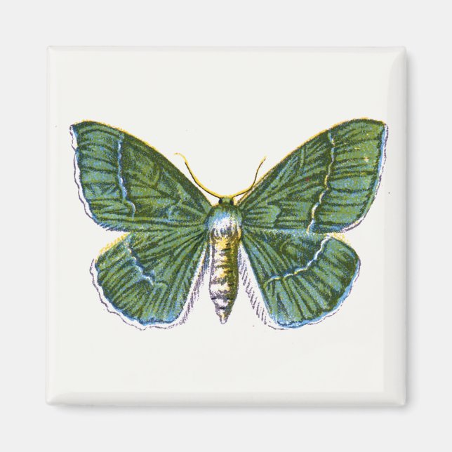 Geometra papilionaria - The Large Emerald Moth Magnet (Vorne)