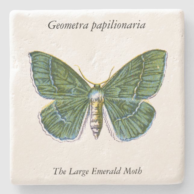 Geometra papilionaria - The Large Emerald Moth Steinuntersetzer (Vorderseite)