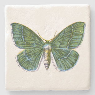 Geometra papilionaria - The Large Emerald Moth Steinuntersetzer