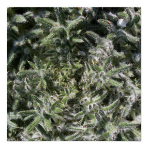 geometrische wilde Pflanze Poster