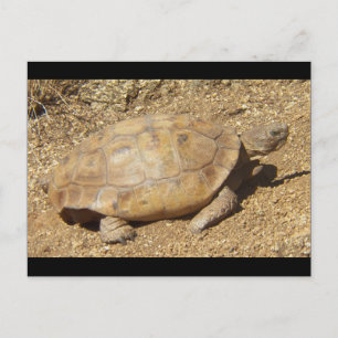 George die Wüstenschildkröte Postkarte