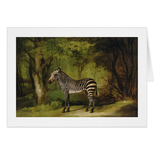 George Stubbs | A Zebra, 1763 (Öl auf Leinwand) (Vorderseite (Horizontal))