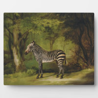 George Stubbs | A Zebra, 1763 (Öl auf Leinwand)