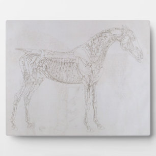 George Stubbs Abbildung aus "Die Anatomie der Fotoplatte