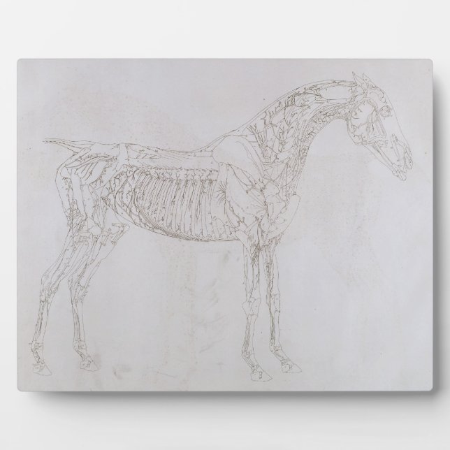 George Stubbs | Abbildung aus "Die Anatomie der Fotoplatte (Vorderseite)