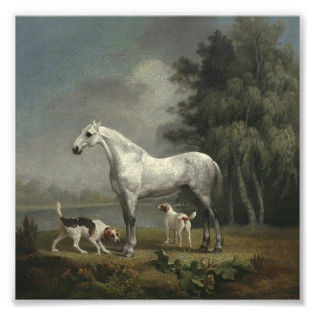 George Stubbs - Ein Apfelgrau-Jäger Fotodruck (Vorne)