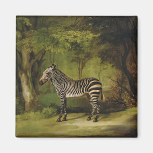 George Stubbs   ein Zebra, 1763 (Öl auf Leinwand) Magnet