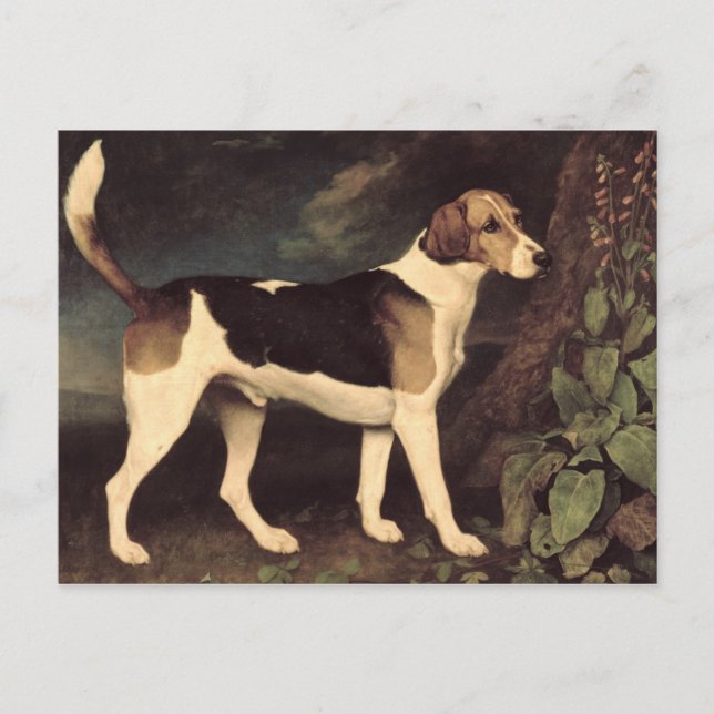 George Stubbs | Ringwood, a Brocklesby Foxhound, 1 Postkarte (Vorderseite)