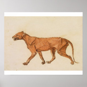 George Stubbs   Tiger, seitliche Sicht, Haut entfe Poster