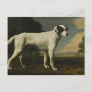 George Stubbs - Viscount Gormanstons weißer Hund Postkarte