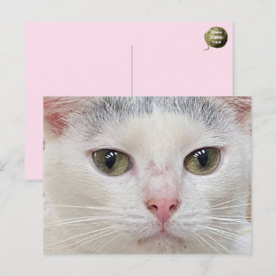 George the Cat's Nah Up Postcard Feiertagspostkarte