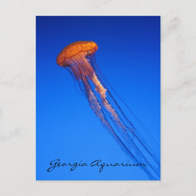 Georgia Aquarium Jellyfish Postkarte (Vorderseite)