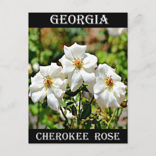 Georgia Cherokee Rose 2 Postkarte