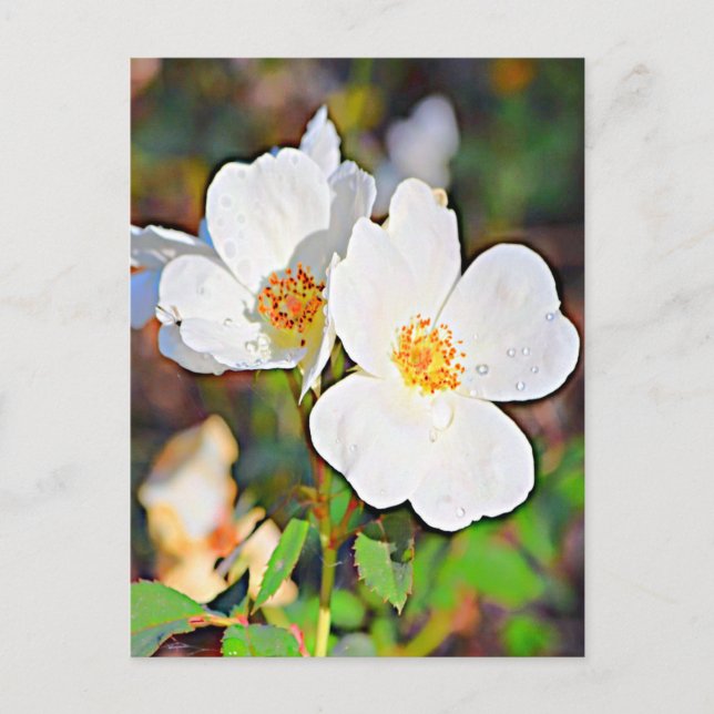 Georgia Cherokee Rose Postkarte (Vorderseite)
