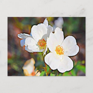 Georgia Cherokee Rose Postkarte