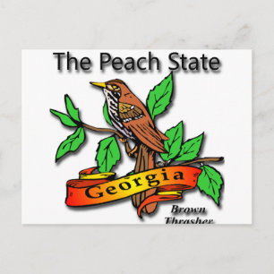 Georgia Der Peach Staat Brown Thrasher Postkarte