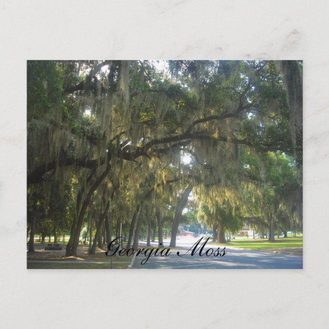 Georgia Moss Postkarte (Vorderseite)